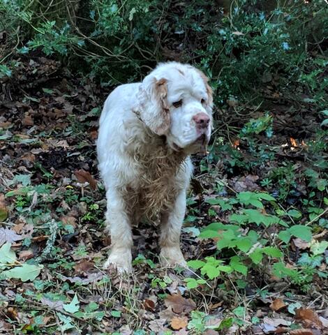 Xon - 12 years old and still enjoying his work. Xon - 12 years old and still enjoying his work.