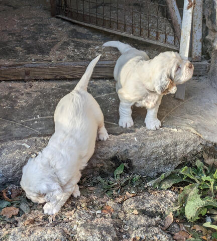 Seren's Pups now in Puppy house