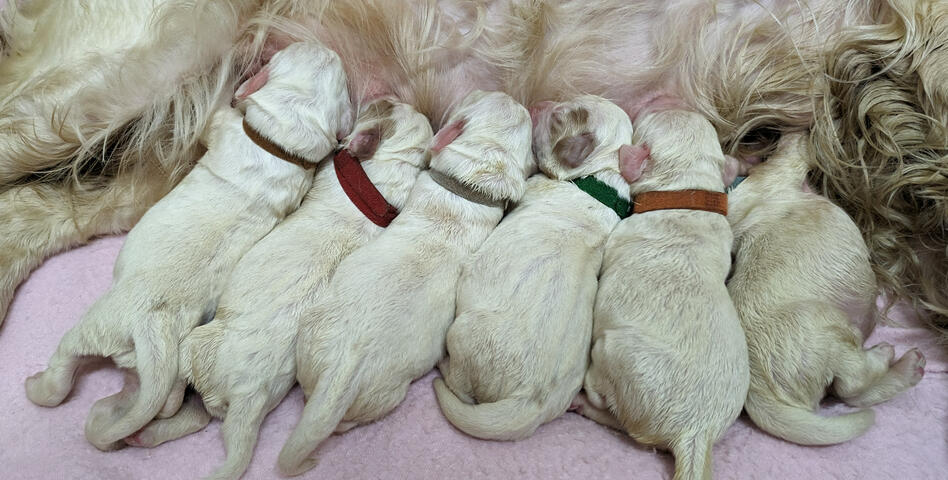 Seren's puppies Seren's puppies