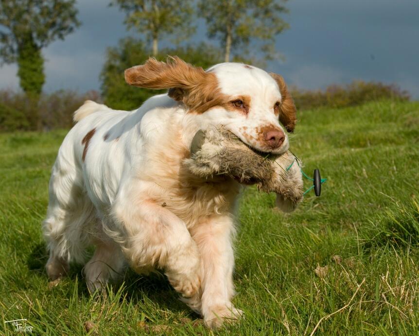 Gry - Chervood's Snow Charon of Knott (Imp DNK) DOB: 21/10/2011 Lives with Margaret Hughes, co-owner.